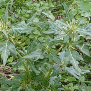 Xanthium spinosum at Symonston, ACT - 28 Jan 2015