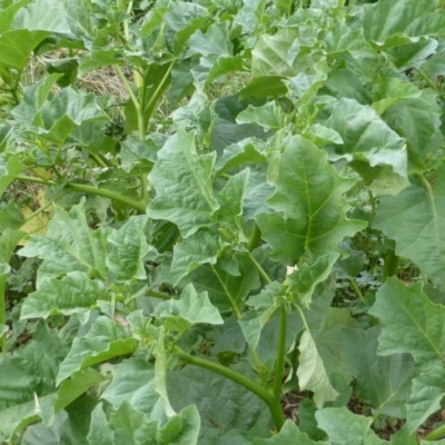 Datura ferox (Fierce Thornapple, Longspine Thornapple) at Symonston, ACT - 28 Jan 2015 by Mike