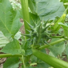 Datura ferox at Isaacs Ridge - 28 Jan 2015