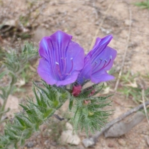 Echium vulgare at Isaacs Ridge - 28 Jan 2015