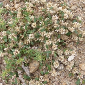 Alternanthera sp. A Flora of NSW (M. Gray 5187) J. Palmer at Symonston, ACT - 28 Jan 2015