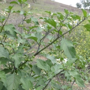 Solanum nigrum at Isaacs Ridge - 28 Jan 2015 03:42 PM