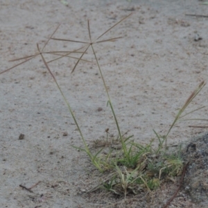 Chloris truncata at Theodore, ACT - 8 Jan 2015