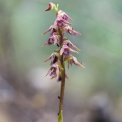 Corunastylis ectopa (Brindabella midge orchid) at Cotter River, ACT - 18 Jan 2015 by TobiasHayashi