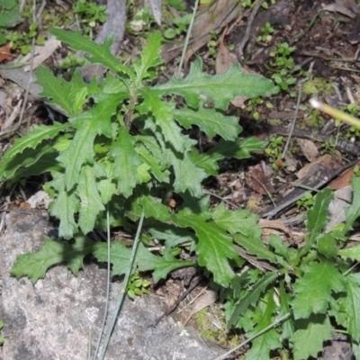 Senecio hispidulus (Hill Fireweed) at Conder, ACT - 29 Jul 2014 by michaelb