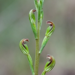 Speculantha multiflora at Cotter River, ACT - 19 Jan 2015