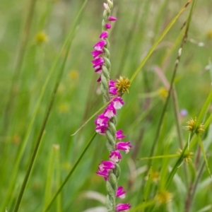 Spiranthes australis at Paddys River, ACT - 26 Jan 2015