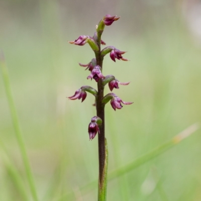 Genoplesium nudum (Tiny Midge Orchid) at Paddys River, ACT - 25 Jan 2015 by TobiasHayashi
