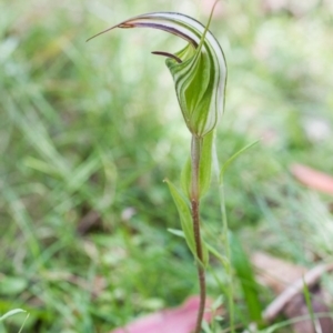 Diplodium coccinum at Cotter River, ACT - 26 Jan 2015