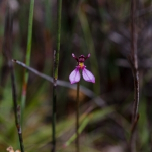 Eriochilus magenteus at Paddys River, ACT - suppressed