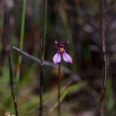 Eriochilus magenteus (Magenta Autumn Orchid) at Paddys River, ACT - 26 Jan 2015 by TobiasHayashi