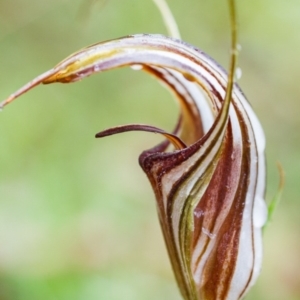 Diplodium coccinum at Cotter River, ACT - suppressed