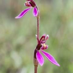 Eriochilus magenteus (Magenta Autumn Orchid) at Tennent, ACT - 1 Feb 2015 by TobiasHayashi