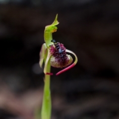 Chiloglottis reflexa (Short-clubbed Wasp Orchid) at Namadgi National Park - 1 Feb 2015 by TobiasHayashi