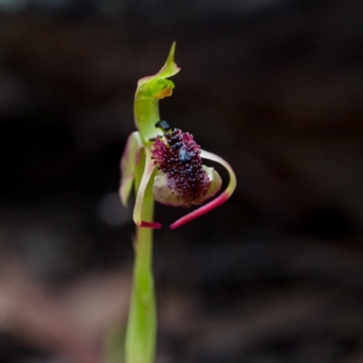 Chiloglottis reflexa (Short-clubbed Wasp Orchid) at Tennent, ACT - 1 Feb 2015 by TobiasHayashi