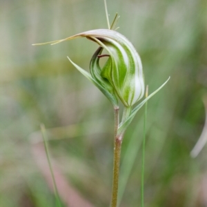 Diplodium aestivum at Tennent, ACT - suppressed