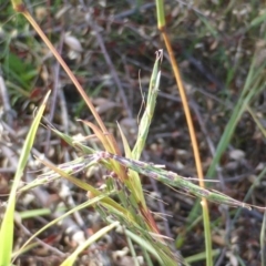 Cymbopogon refractus (Barbed-wire Grass) at Symonston, ACT - 31 Dec 2014 by Mike