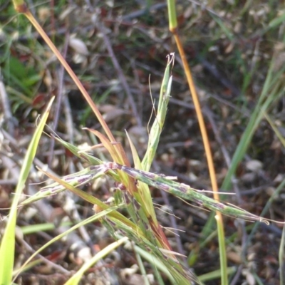 Cymbopogon refractus (Barbed-wire Grass) at Symonston, ACT - 30 Dec 2014 by Mike