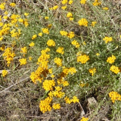 Chrysocephalum semipapposum (Clustered Everlasting) at Jerrabomberra, ACT - 30 Dec 2014 by Mike