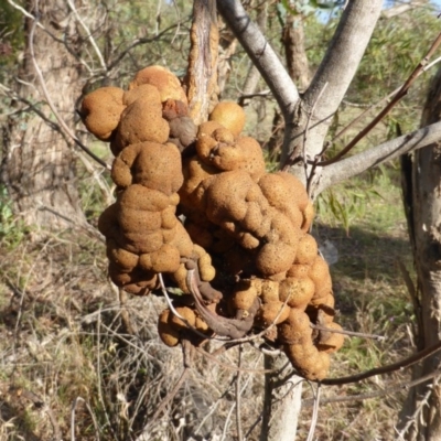 Uromycladium tepperianum (A gall forming rust fungus) at Jerrabomberra, ACT - 31 Dec 2014 by Mike