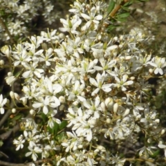 Bursaria spinosa (Native Blackthorn, Sweet Bursaria) at Jerrabomberra, ACT - 31 Dec 2014 by Mike