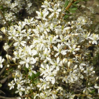 Bursaria spinosa (Native Blackthorn, Sweet Bursaria) at Jerrabomberra, ACT - 31 Dec 2014 by Mike