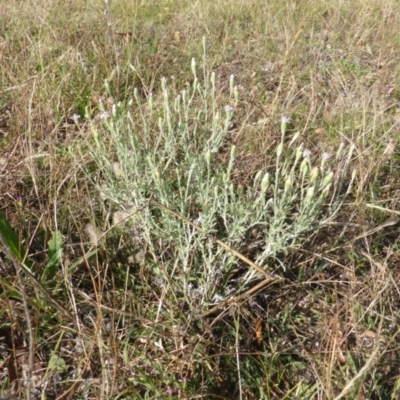 Vittadinia cuneata var. cuneata (Fuzzy New Holland Daisy) at Isaacs Ridge - 31 Dec 2014 by Mike