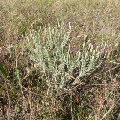 Vittadinia cuneata var. cuneata (Fuzzy New Holland Daisy) at Isaacs Ridge - 30 Dec 2014 by Mike