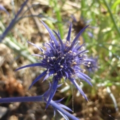 Eryngium ovinum (Blue Devil) at Jerrabomberra, ACT - 31 Dec 2014 by Mike