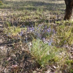 Eryngium ovinum at Jerrabomberra, ACT - 31 Dec 2014 06:37 AM