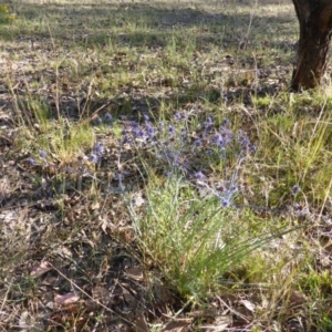 Eryngium ovinum at Jerrabomberra, ACT - 31 Dec 2014 06:37 AM
