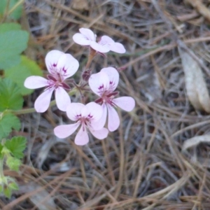 Pelargonium australe at Jerrabomberra, ACT - 30 Dec 2014 07:58 AM