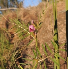 Vicia sativa subsp. nigra (Narrow-leaved Vetch) at Paddys River, ACT - 5 Nov 2014 by michaelb