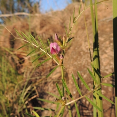 Vicia sativa subsp. nigra (Narrow-leaved Vetch) at Paddys River, ACT - 5 Nov 2014 by michaelb