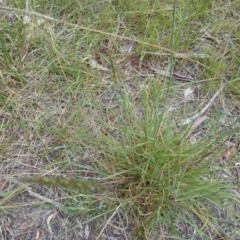 Bothriochloa macra (Red Grass, Red-leg Grass) at Acton, ACT - 12 Feb 2015 by TimYiu