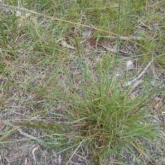 Bothriochloa macra (Red Grass, Red-leg Grass) at Mount Ainslie to Black Mountain - 12 Feb 2015 by TimYiu