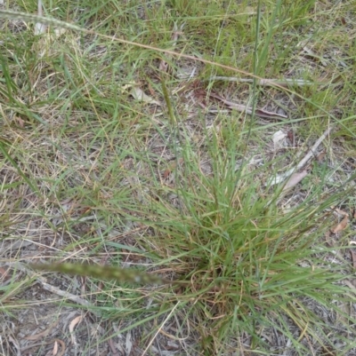 Bothriochloa macra (Red Grass, Red-leg Grass) at Mount Ainslie to Black Mountain - 12 Feb 2015 by TimYiu