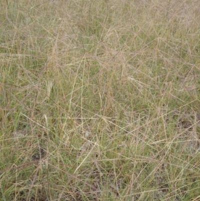 Chloris truncata (Windmill Grass) at Mount Ainslie to Black Mountain - 12 Feb 2015 by TimYiu
