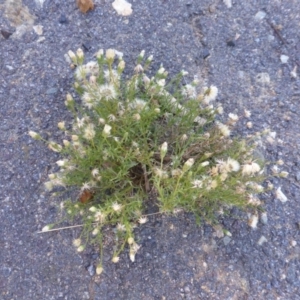 Vittadinia muelleri at Jerrabomberra, ACT - 30 Dec 2014 07:54 AM