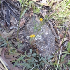 Hypericum gramineum (Small St Johns Wort) at Jerrabomberra, ACT - 29 Dec 2014 by Mike