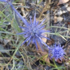 Eryngium ovinum (Blue Devil) at Jerrabomberra, ACT - 29 Dec 2014 by Mike