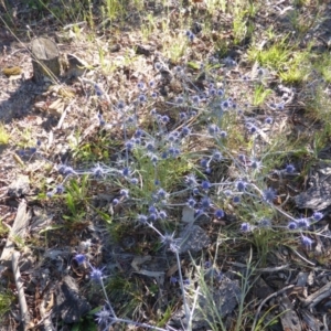 Eryngium ovinum at Jerrabomberra, ACT - 30 Dec 2014