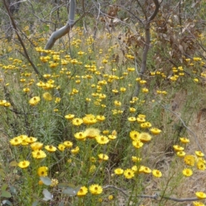 Xerochrysum viscosum at O'Malley, ACT - 30 Nov 2014