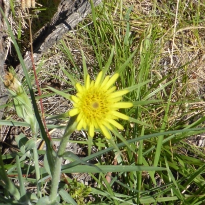 Tragopogon dubius (Goatsbeard) at Symonston, ACT - 21 Nov 2014 by Mike