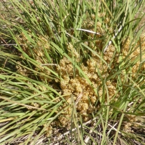 Lomandra multiflora at Symonston, ACT - 22 Nov 2014