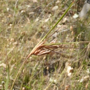 Themeda triandra at Symonston, ACT - 22 Nov 2014