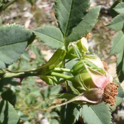 Rosa canina (Dog Rose) at Wanniassa Hill - 18 Nov 2014 by Mike