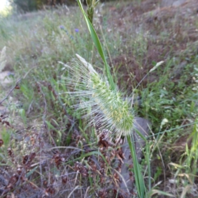 Cynosurus echinatus (Rough Dog's Tail Grass) at Isaacs, ACT - 17 Nov 2014 by Mike