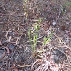 Cynosurus echinatus at Isaacs, ACT - 18 Nov 2014 07:30 AM