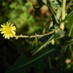 Lactuca serriola f. serriola (Prickly Lettuce) at Fadden, ACT - 8 Feb 2015 by ArcherCallaway